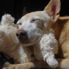 Ginger and her beloved sheep